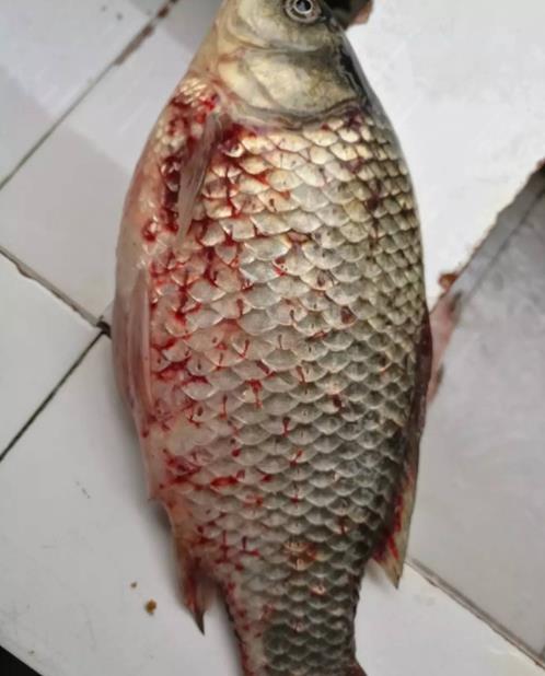 六合资面料大全