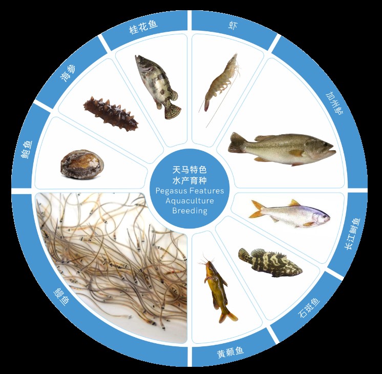 六合资面料大全